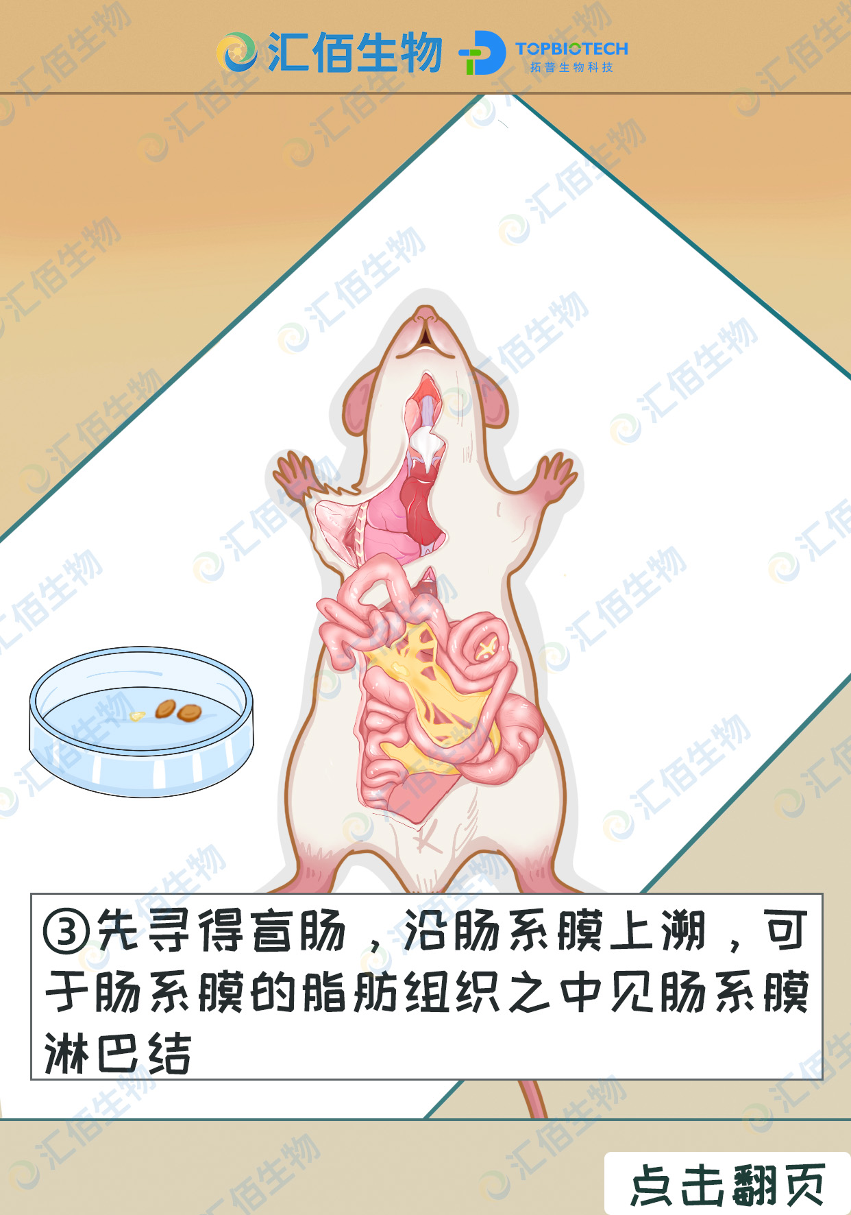 03步骤三,先寻得盲肠，沿肠系膜上溯，可 于肠系膜的脂肪组织之中见肠系膜 淋巴结.jpg
